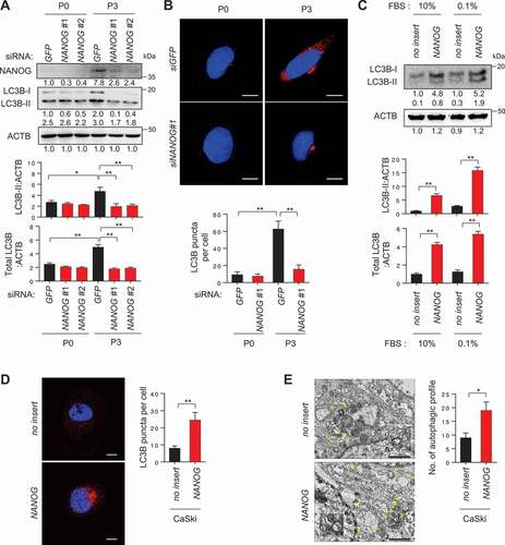 Figure 2. NANOG regulates autophagosome abundance in tumor cells. (A and B) CaSki P0 and P3 cells were transfected with siRNA targeting GFP or NANOG and were incubated in medium supplemented with 0.1% FBS for 48 h. (A) The protein levels of NANOG and LC3B were determined by western blot analysis (numbers below each blot are densitometric values). The graphs represent quantification for absolute level of LC3B-II (upper) and total LC3B level (lower), respectively. (B) The cells were stained with anti-LC3B (red) antibodies and then visualized by confocal microscopy. DAPI was used to stain nuclei. The images are representative of three separate experiments. Scale bar: 10 µm. The graph depicts the experimental quantitation of LC3B puncta. (C) CaSki-no insert and CaSki-NANOG cells were incubated in medium supplemented with 10% or 0.1% FBS for 48 h. The protein levels of LC3B were determined by western blot analysis (numbers below each blot are densitometric values). The graphs represent quantification for absolute level of LC3B-II (upper) and total LC3B level (lower), respectively. (D and E) CaSki-no insert and CaSki-NANOG cells were incubated in medium supplemented with 0.1% FBS for 48 h. (D) The cells were stained with anti-LC3B (red) antibodies and then visualized by confocal microscopy. DAPI was used to stain nuclei. The images are representative of three separate experiments. Scale bar: 10 µm. The graph depicts the experimental quantitation of LC3B puncta. (E) The cells were fixed and imaged by transmission electron microscopy (TEM). Yellow arrows indicate autophagic vacuoles. Scale bar: 2 µm. The graph shows the number of autophagic vacuole profiles per cell area. *p < 0.01 and **p < 0.001, by two-way ANOVA (A and B) or by 2-tailed Student’s t-test (C, D and E). All experiments were performed in triplicate. The data represent the mean ± SD