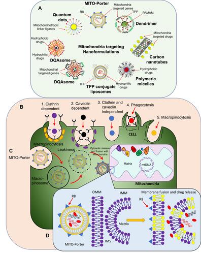 Figure 3 (A) Schematic representation of mitochondria-targeted nanoformulations loaded with hydrophilic and hydrophobic drugs. These NPs can also be loaded with Mitochondria-targeted genes. (B) Approaches for drug-loaded NP entry within a target cell. (C) of Mito-Porter approach for targeting of cancer-cell mitochondria. (D) Membrane fusion of Mito-Porter with OMM and IMM and the delivery of mitochondria-specific drugs and genes.