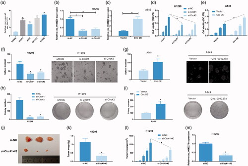 Figure 2. Circ_0043278 acts as an oncogenic molecule in NSCLC. (a) Expression of circ_0043278 in 16HBE cell line and four NSCLC cell lines: H1975, A549, SPC-A1, and H1299 (*p < .05 vs. 16HBE cells). (b) Circ_0043278 expression of H1299 cells treated with si-NC, si-Circ#1 and si-Circ#2 was detected by qRT-PCR (*p < .05 vs. si-NC group). (c) Circ_0043278 expression of A549 cells transfected with empty vector and Circ OE was measured via qRT-PCR (*p < .05 vs. vector group). MTT assay was performed to determine cell viability of (d) H1299 cells treated with si-NC, si-Circ#1, and si-Circ#2, or (e) A549 cells treated with empty vector and Circ OE at 0, 24, 48, and 72 h (*p < .05 vs. si-NC or vector group). Tumor sphere formation assay was performed to evaluate cell self-renewal capability in (f) circ_0043278 blocked H1299 cells and (g) circ_0043278 overexpressed A549 cells (*p < .05 vs. si-NC or vector group). Colony formation assay was carried out in (h) si-NC, si-Circ#1 and si-Circ#2 treated H1299 cells or (i) empty vector and Circ OE treated A549 cells to assess the effects of circ_0043278 knockdown and overexpression on cell proliferation (*p < .05 vs. si-NC or vector group). (j–l) Hypodermic injection of H1229 cells transfected with si-circ#1+#2 or si-NC into BALB/c nude mice established xenograft model, tumor weight, and volume were then assessed (*p < .05 vs. si-NC group). (m) Expression of circ_0043278 in H1299 cells treated with si-NC and si-circ#1+#2 was examined by qRT-PCR (*p < .05 vs. si-NC group).