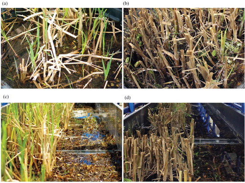 Figure 2 Experimental configurations for winter Typha (a, c) and summer Typha (b, d). (a) and (b) show details of the vegetation, illustrating the different stem densities for (a) winter φ = 0.01 and (b) summer φ = 0.019. (c) and (d) show the how the vegetation was cropped along the channel centreline, revealing the natural bed in the open channel region (right hand side)