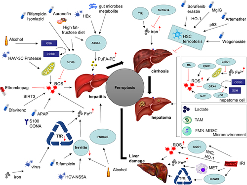 Figure 2 Ferroptosis in chronic liver diseases.