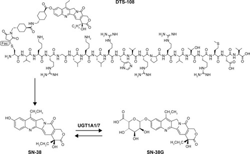 Figure 1 Chemical DTS-108 metabolism.Abbreviations: SN-38, 7-ethyl-10-hydroxycampthotecin; SN-38G, SN-38 glucuronide.