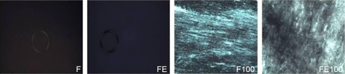 Figure 2 Photomicrographs of the F, FE, F100, and FE100 formulations.Note: Magnification 20×.Abbreviations: F, formulation; FE, formulation with loaded extract; F100, formulation + 100% AVM; FE100, formulation with loaded extract + 100% AVM; AVM, artificial vaginal mucus.