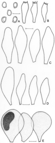 Figure 6. Pluteus dominicanus (holotype). A. Basidiospores. B. Basidia. C. Pleurocystidia. D. Cheilocystidia. E. Pileipellis cells. Bars = 10 μm.