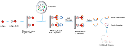Figure 5. The workflow of affinity capture LC-MS assay. Use immunoprecipitation with antigen to recover mAb-a from rat plasma. Following IdeS cleavage and tryptic digestion, peptides, including the liability peptide containing Asp55 residue, are detected using LC – MS/MS.