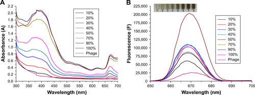 Figure S1 Spectroscopy of different percentages (10%–100%) conjugation of PPA on JM-phage.Notes: (A) Ultraviolet-visible absorption spectra of different percentages (10%–100%) of conjugation of PPA on JM-phage. (B) Fluorescence spectra (671 nm) of phage with different percentages (10%–100%) of conjugation of PPA on JM-phage. (C) Fluorescence spectra (326 nm) of phage with different percentages (10%–100%) of conjugation of PPA on JM-phage.Abbreviation: PPA, pheophorbide A.