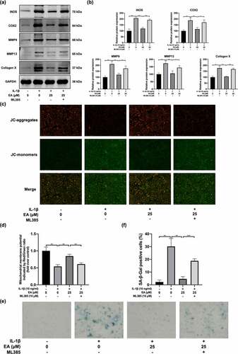 Figure 6. ML385 reversed the ellagic acid (EA)-mediated remission of the chondrocyte injury subjected to interleukin (IL)-1β-induced oxidative stress. C28/I2 chondrocytes were treated with ellagic acid (EA), IL-1β (10 ng/mL), and ML385 (10 μM) for 24 h. The protein expression levels of inducible nitric oxide synthase (iNOS), cyclooxygenase 2 (COX2), matrix metalloproteinase (MMP)9, MMP13, and collagen X were detected by (a) western blot and (b) quantification analysis. Mitochondrial membrane potential levels were detected by (c) JC-1 staining and (d) quantification analysis. Cell senescence levels were assessed by (e) senescence β-galactosidase (SA-β-Gal) staining and (f) quantification analysis. N = 3. The values are expressed as the mean ± standard deviation. *p < 0.05, **p < 0.01, and ***p < 0.001.