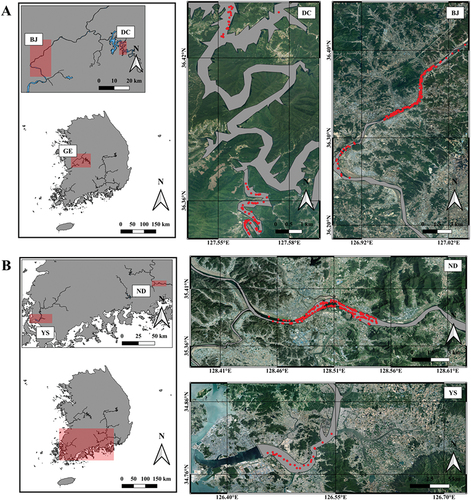 Figure 1. Study area and monitoring sites of the Geum (GE), Nakdong (ND), and Yeongsan (YS) rivers. In the GE River, there are two different monitoring areas: the Daecheong reservoir (DC) and Baekje weir (BJ). Each field monitoring and sampling site is indicated by a red-colored marker.