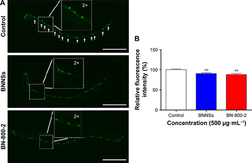 Figure S2 The GABA nervous system in untreated control and BNNS- and BN-800-2-exposed worms.Notes: (A) BNNSs or BN-800-2 (500 µg·mL−1) were used to treat L4-stage larvae whose GABA motor neurons expressed a GFP construct (oxIs12) driven by a GABA motor neuron-specific promoter (n=30). The worms were cultured in K medium without food for 24 hours during the treatment. Arrows indicate the position of D-type neurons in the control. Inset images are enlargements of regions outlined by small boxes. (B) Quantification of fluorescence intensity in worms treated as described in A. Data presented as means ± SEM. **P<0.01. Scale bar 100 µm.Abbreviations: BNNSs, boron nitride nanospheres; BN-800-2, highly water-soluble boron nitride; GABA, γ-aminobutyric acid; SEM, standard error of mean.