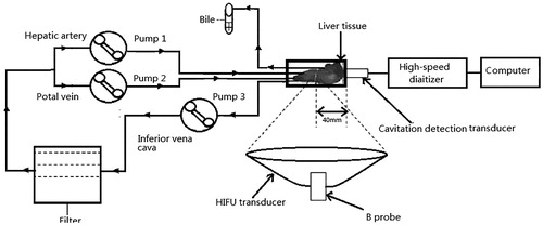 Figure 1. Schematic diagram of the isolated porcine liver perfusion system. Bile: the bile drainage from the proximal portion of the common bile dust; Pump: the mono-head roller pump of the extracorporeal circulation unit. The porcine liver was placed above a 0.9-MHz HIFU transducer with real-time monitoring of ultrasound imaging. A passive cavitation detection (PCD) system was placed around the liver.