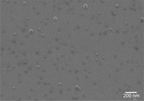 Figure 1 FEG-SEM image of PLGA nanoparticles.Abbreviations: FEG-SEM, field emission gun-scanning electron microscope; PLGA, poly(lactic-co-glycolic) acid.