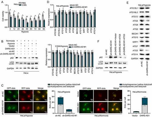 Figure 3. Hypoxia-induced autophagy of CC cell is mediated by DARS-AS1/ATG5/ATG3 signalling. A HeLa cell viability was detected at different times after hypoxia treatment in the presence of 3-MA via CCK-8. B Impacts of DARS-AS1 up-regulation or down-regulation on the protein levels of p62 and LC3 in HeLa cells treated under normoxia or hypoxia treatment were investigated via western blot. C Fluorescence images of GFP-mRFP-LC3 stably expressed in DARS-AS1-silenced HeLa cells under hypoxia or DARS-AS1-overexpressed HeLa cells under normoxia were observed. The puncta visible due to GFP (green) and RFP (red) revealed the formation of autophagosomes. D-E RT-qPCR and western blot measured the mRNA and protein levels of autophagy-related genes in DARS-AS1-silenced cells under hypoxia. F Western blot assay detected the protein levels of p62 and LC3II in hypoxia-treated HeLa cells after transfection of sh-DARS-AS1 and ATG5/3 on under hypoxia. Experimental procedures were repeated independently for three times. *P < 0.05, **P < 0.01.