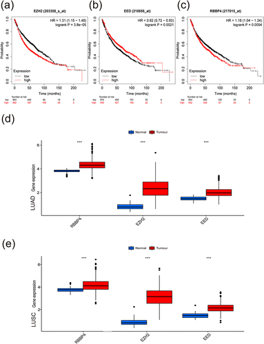 Figure 2 Analyses of PRC2 gene expression, clinical characteristics, and prognostic conditions in lung cancer patients. (a-c) Overall survival and differential expression levels of EZH2 (a), EED (b), and RBBP4 (c) in lung cancer cells were analyzed using KM-plotter databases. (d) Differential expression levels of EZH2, EED, and RBBP4 in lung adenocarcinoma cells and adjacent tissues. (e) Differential expression levels of EZH2, EED, and RBBP4 in lung squamous carcinoma cells and adjacent tissues. ***P<0.001.