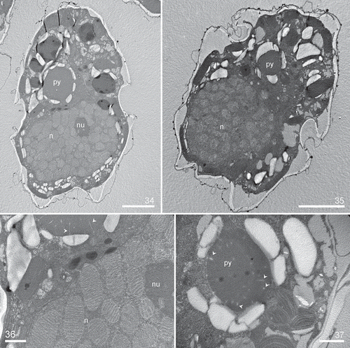 Figs 34–37. Heterocapsa claromecoensis sp. nov. TEM images of strain LPCc-005. Figs 34, 35. Longitudinal section of cells showing the large nucleus (n) and the pyrenoid (py) with starch sheath. Fig. 34. Note nucleolus (nu). Figs 36, 37. Details of the pyrenoid with tubular invaginations in longitudinal and transversal section (arrows). Scale bars = 5 µm (Figs 34, 35), 1 µm (Figs 36, 37)