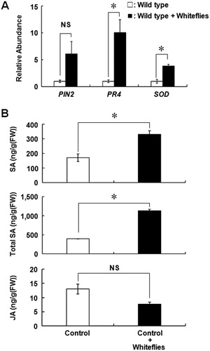 Figure 5. Micro-Tom response to whitefly infection. A, Expression pattern of the typical stress-inducible genes in wild type Micro-Tom after infestation with five whiteflies. The total RNA was extracted 3 days after infestation with whiteflies. White indicates intact plant and black indicates whitefly-infected plant. B, Accumulation of SA, total SA, and JA in control plant (transformed with empty vector) after the infestation with whiteflies. White indicates intact plant and black indicates whitefly-infested plant. Each bar represents the mean ± standard error of the mean of repeated experiments (A: n = 5; B: n = 4). Asterisk indicates that the data compared were statistically significantly different (P < 0.05, t-test). NS indicates no significance.