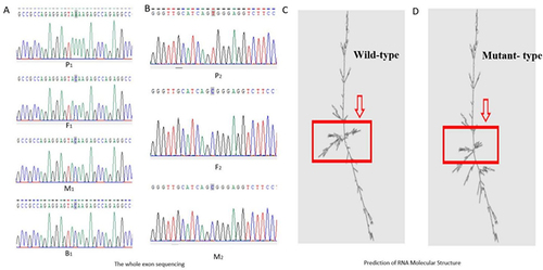 Figure 2 (A) The sequences of genomic DNA suggest that the nonsense mutation of IQSEC2 c.3576C>A (p. Tyr1192*) was identified in proband 1 but not in his parents and brothers. (B) Missense mutation of IQSEC2 c.2983C>T (p. Arg995Trp) in proband 2 but not in his parents. (C) Secondary molecular structures of IQSEC2 RNA Wild-type. (D) missense mutant RNA.