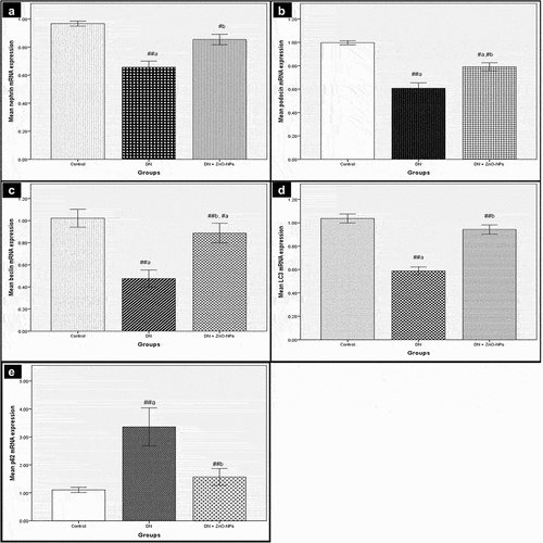 Figure 3. Real-time PCR analyses of mRNA levels of nephrin, podocin, beclin-1, LC3 and p62 in the renal cortex. Values are displayed as mean ± standard errors (X ± SEM); a: P compared to control group; b: P compared to DN group; #: P< .05; ##: P< .001; n = 10.