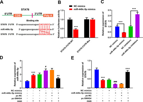 Figure 5 miR-449c-5p can bind to STAT6 by targeting it. (A) Prediction of targeted binding sites of miR-449c-5p and the 3’UTR of STAT6; (B) Luciferase activity assay was used to verify that miR-449c-5p could target the 3’UTR of STAT6; (C) qRT-PCR was used to detect the expression of STAT6 in miR-449c-5p overexpression and low expression cell lines; (D, E) qRT-PCR was used to detect the expression of miR-449c-5p and STAT6 after the co-transfection. *** P< 0.001 versus the control group; #P< 0.05 and ###P< 0.001 versus the NC mimics+OGD group; ^^P< 0.01 and ^^^ P< 0.001 versus the miR-449c-5p mimics + pc- NC + OGD group.