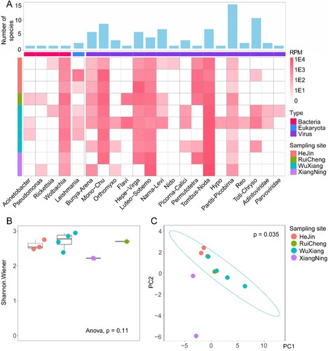 Figure 2. Total microbiome characterization of sand flies. (A) The abundance and species richness of major types of microbes in sandflies revealed by meta-transcriptomic sequencing. The heatmap shows the microbial abundance (measured by RPM), and the bar chart shows the number of species associated with each taxon. (B) The comparisons of alpha-diversity across the four sampling locations. (C) Principal component analysis (applying the covariance matrix) for microbial composition across the four sampling locations.