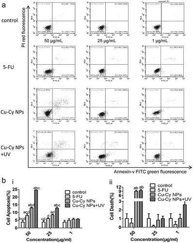 Figure 5. Comparison of Cu-Cy NPs and 5-FU induced HepG2 cells apoptosis. (a) Cell apoptosis profiles were measured by flow cytometry following treatment of different groups with the concentration of 25 μg/ml for 24 h. (b) Cellular consequence was quantified by apoptosis. The data are expressed as the mean ± SD of three independent experiments. a P < 0.05 compared with control, b P < 0.05 compared with 5-FU group, c P < 0.05 compared with Cu-Cy NPs group, and d P < 0.05 compared with Cu-Cy NPs+UV group. (c) The expression levels of the proteins including cleaved-caspase 3 and cleaved-PARP in HepG2 cells.