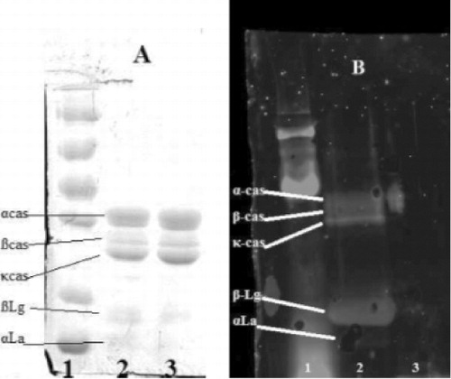 Figure 5. Western blot pattern for caseins A (SDS-PAGE pattern before transfer) and (B) western blot pattern (1: molecular marker, 2: untreated caseins, 3: treated caseins).