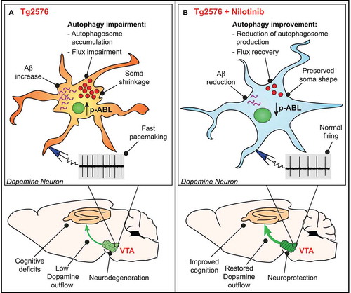 Figure 1. Nilotinib exerts neuroprotective effect on VTA dopamine neurons by the improvement of autophagic flux. (A) VTA dopamine neurons from 3-months-old Tg2576 mice show increased phosphorylated ABL levels and impairment in autophagy machinery, which could cause accumulation of intracellular Aβ and increase in spontaneous firing frequency. During the disease progression, firing frequency alteration become more severe and cell shrinkage occurs. All these physiological alterations are strictly related with VTA neurodegeneration, which leads to a reduction of DA levels in VTA-projecting areas, such as the hippocampus, and cognitive deficits. (B) VTA DA neurons from nilotinib-treated mice show reduction of both ABL phosphorylated levels and autophagosomes accumulation. The improvement in autophagy efficiency promotes the reduction of Aβ and improves neuronal health, as demonstrated by normal firing frequency and preserved soma shape. Nilotinib exerts a neuroprotective effect on VTA DA neurons, thus preserving DA outflow in hippocampus and ameliorating memory functions in Tg2576 mice