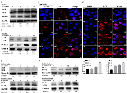 Figure 4. Autophagy is induced in M. bovis-infected BMDM cells. (a and b) Detection of protein level of LC3I/LC3II and Beclin-1 in BMDM cells infected with the indicated MOI (0, 2, 10, and 50) M. bovis for 24 h (a) or infected with M. bovis for MOI 10 at different time points (0, 6, 12 and 24 h) by Western blot (b). (c and d) BMDM cells infected with the indicated MOI (0, 2, 10, and 50) M. bovis for 24 h (c) or infected with M. bovis for MOI 10 at different time points (0, 6, 12, and 24 h) (d) were immune-stained by anti-LC3II antibody (red). DAPI (blue) for staining cell nuclei. Scale bar = 10 µm. (e and f) Detection of protein level of LC3I/LC3II in the nucleus and cytoplasm of BMDM cells infected with the indicated MOI (0, 2, 10, and 50) M. bovis for 24 h (e) or infected with M. bovis for MOI 10 at different time points (0, 6, 12 and 24 h) by Western blot (f). GAPDH acts as load control. MOI represents a multiplicity of infection; Hour PI represents hours post-infection; n = 3; ** represents P <0.01 and *** represents P <0.001; ns represents no significance.