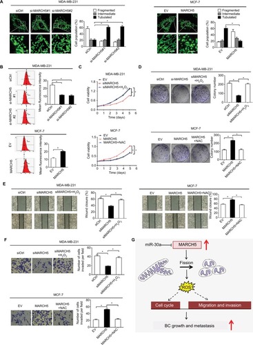 Figure 7 MARCH5 promotes tumor growth and metastasis through elevation of mitochondrial fission-mediated ROS production.Notes: (A) Left panel: Representative mitochondrial morphology of MDA-MB-231 cells with MARCH5 knockdown and MCF-7 cells with MARCH5 overexpression. Scale bars, 1 µm. Right panel: The proportions of BC cells (30 cells for each sample) with fragmented, intermediate, and tubulated were quantified. (B) The intracellular ROS levels were determined by flow cytometry in BC cells treated as indicated. (C and D) MTS cell viability and colony formation abilities were analyzed in BC cells treated with H2O2 (90 µM, 12 hours) or NAC (30 µM, 12 hours) as indicated. (E and F) Wound healing and transwell Matrigel invasion assays in BC cells treated with H2O2 (90 µM, 12 hours) or NAC (30 µM, 12 hours) as indicated. Scale bars, 50 µm. (G) Schematic depicting the oncogenic role of MARCH5 upregulation in tumor growth and metastasis of BC and their underlying mechanism. *P<0.05.Abbreviations: BC, breast cancer; EV, empty vector.