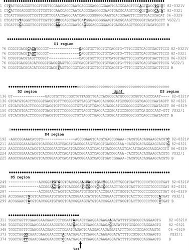 Figure 2.  Alignment of nucleotide sequences in the inverted terminal repeat. The sequences aligned correspond to nucleotides 1 to 444 of the genome of the virulent B strain. The nucleotides in the “stem” region are indicated by filled circles whereas those in the “bubble” region are represented by open circles. The regions containing the deleted sequences (D1 to D5) are indicated by dashes. Nucleotide substitutions found between 82-0321V and 82-0321 and between VG32/1 and the virulent B strain are bold and underlined. The terminal resolution site (trs) is indicated by a vertical arrow, and the SphI cleavage site (GCATGC) is marked.