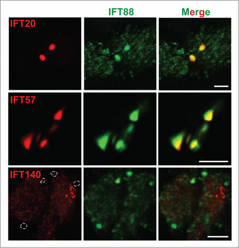 Figure 5. IFT-B sub-complex members exhibit localization patterns similar to IFT88 in Cby−/− tracheal ciliated cells. Shown are immunofluorescence confocal images of ALId21 Cby−/− MTECs stained for IFT88 (green) and either IFT-B sub-complex members IFT20 or IFT57 or IFT-A sub-complex member IFT140 (red), as indicated. IFT20 and IFT57 localized in patterns similar to IFT88 while IFT140 did not accumulate with IFT88. Dashed enclosures correspond to the areas positive for IFT88 accumulations. Scale bars: 5 µm.