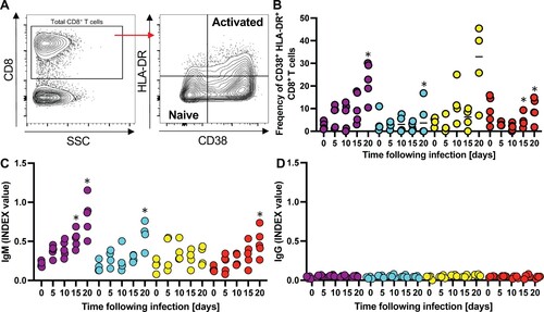 Figure 5 . Infection of humanized mice with DENV results in activation of T cells and immune responses. (A) Representative flow cytometry plots of CD38/HLA-DR gating, along with associated phenotypes. CD38 and HLA-DR expression was assessed among gated human CD8+ T-cells, and subsets were characterized as naïve (CD38– HLA-DR–) or activated (CD38+ HLA-DR+) [Citation43]. Frequencies of the activated subpopulation (CD38+ HLA-DR+) within CD8+ T cells in the plasma (B) are shown. All data is reported as frequencies of total CD45+ cells. Human DENV-specific IgM (C) IgG (D) antibodies circulating in sera of HIS-NFA2/hFLT3Lg mice infected with DENV. Both antibody levels were assessed using ELISA at days 0, 5, 10, 15, and 20 post-infection. Symbols represent individual mice and the median presented as a line per subset. Statistical significance was assessed using Friedman with Dunnett’s test (B, C, and D) and is indicated by asterisks (*, compared between data at day 0 or control cohort).