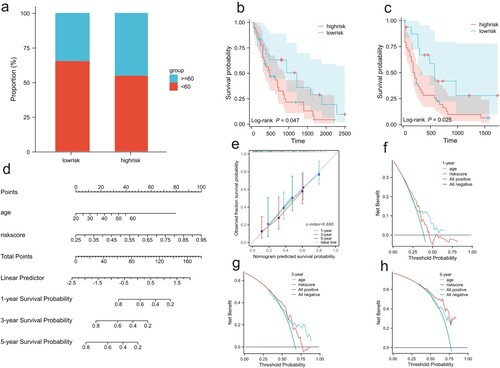 Figure 5. Clinical correlations among cuprotosis-related lncRNAs included in the risk score and clinical characteristics. (a) Relationship between subgroup of age and risk score. The low-risk score group had a higher survival rate than the high-risk score group in age < 60 years (b) and age ≥ 60 (c). (d) A nomogram to quantitatively predict 1-, 3-, and 5-year survival. (e) Calibration curve for 1-, 3-, and 5-year OS plot to compare the actual event with the predicted event. An ideal calibration would lie along the 45° grey line. The clinical application value of the nomogram model was evaluated via decision curve analysis (DCA) at one year (f), three years (g), and five years (h).