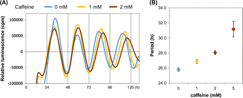 Fig. 3. Caffeine lengthens circadian period of human U2OS cells.