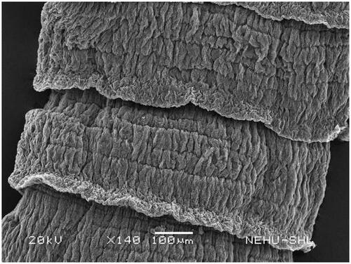 Figure 6. Body segments (proglottids) of T. tetragona treated with A. oleracea extract. The proglottids are all wrinkled and folded.