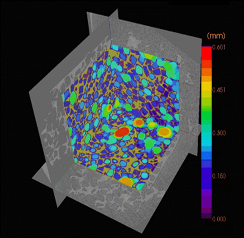 Figure 2.  Pore size distribution of the photopolymerized scaffold visualized by microCT.
