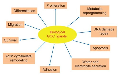 Figure 2 Physiological functions regulated by endogenous GCC agonists in the intestine.