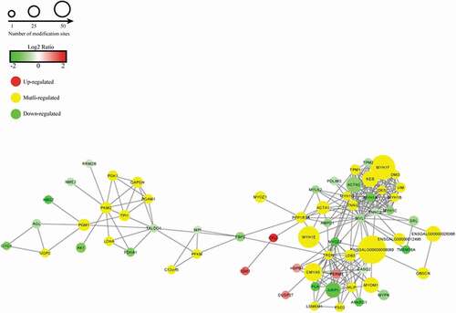 Figure 4. Protein–protein interaction networks from differentially phosphoproteins in 1% NaCl+0.06% L-his vs 1% NaCl treatment.Figura 4. Redes de interacción proteína-proteína de las fosfoproteínas diferenciales en el tratamiento de 1% de NaCl+0.06% de L-his vs. 1% de NaCl