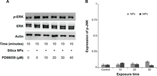 Figure S4 ERK and JNK Phosphorylation of hADSCs with silica NPs and MPs.Notes: (A) Phosphorylation of ERK induced by silica NPs is inhibited by PD98059 in a dose-dependent manner. (B) Quantitative analysis of JNK phosphorylation level of ADSCs by densitometric analysis according to silica NPs and silica MPs. Reproduced with permission from Kim KJ, Jeon YJ, Lee JH, et al. The Effect of Silicon Ion on Proliferation and Osteogenic Differentiation of Human ADSCs. Korea Tissue Engineering and Regenerative medicine. 2010;7(2):171–177.Citation1Abbreviations: NPs, nanoparticles; MPs, microparticles; ERK, extracellular signal-related kinase; JNK, Jun amino-terminal kinases; PD98059, MEK-ERK inhibitor.