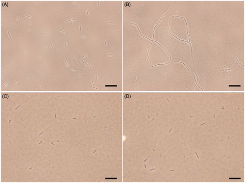 Figure 6. Inhibition of cell division by A2. Cells of B. subtilis 168 were grown in the absence (A), and presence of A2 (B), CTAB (C) and methicillin (D) at the MIC concentration. Scale Bar =10 μm.