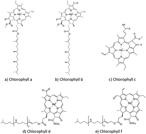 Figure 9. Molecular structures of various chlorophyll molecules. (a) Molecular structure of chlorophyll a.(b) Molecular structure of chlorophyll b. (c) Molecular structure of chlorophyll c. (d) Molecular structure of chlorophyll d. (e) Molecular structure of chlorophyll f.