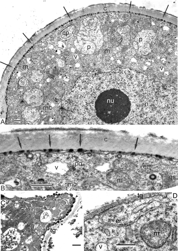 Figure 6. Atypically developing microspore sporoderm and tapetal cells in Magnolia sieboldii at the middle tetrad stage. A. Plentiful osmiophilic droplets (arrows) on the surface of the plasma membrane, under the callose envelope; the cytoplasm of the microspore and its organelles looks normal. B. The periplasmic space of the microspore shown in (A) at higher magnification; the glycocalyx layer is absent. C. Atypically hyperactive tapetal cell with needle-like crystals, associated with vacuoles; some cells are packed with ribosomes to such extent that the restricting membranes of organelles are not visible; osmiophilic globules appear on the plasma membrane (C, arrowheads). D. In normal tapetal cells, mitochondria and vacuoles do not contain needle-like crystals, and there are no osmiophilic droplets on the plasma membrane; the membranes of organelles have a normal contrast; ribosomes are united to polysomes. Abbreviations: see Figure 1. Scale bars – 500 nm.