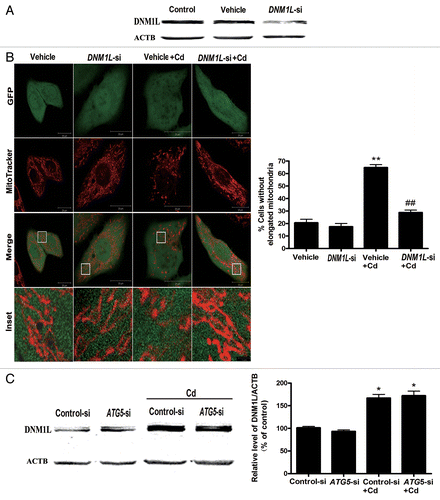 Figure 8A–C.DNM1L siRNA blocks mitochondrial fragmentation and mitophagy in Cd-treated L02 cells. (A) A representative immunoblot of the DNM1L protein levels (84 kDa) in L02 cells in which DNM1L was silenced using a commercial vector. ACTB (42 kDa) was the internal standard for protein loading. (B) After the L02 cells were treated with 12 μM CdCl2 for 12 h, MitoTracker Red CMXRos (red) was used to detect the effects of the DNM1L silencing vehicle (green) on mitochondrial fragmentation. (C) A representative immunoblot of the DNM1L protein levels (84 kDa) in L02 cells in which ATG5 was silenced. ACTB (42 kDa) was the internal standard for protein loading.