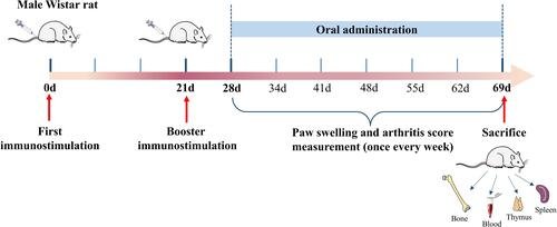 Figure 1 Schematic of the animal experiment design and process.