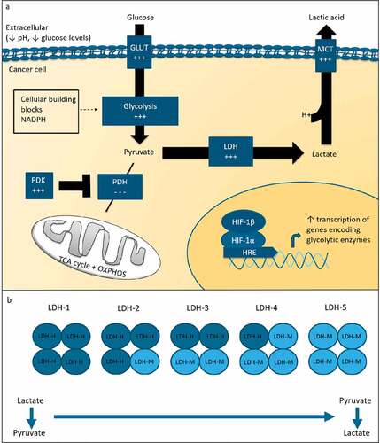 Figure 1. Glucose metabolism in cancer