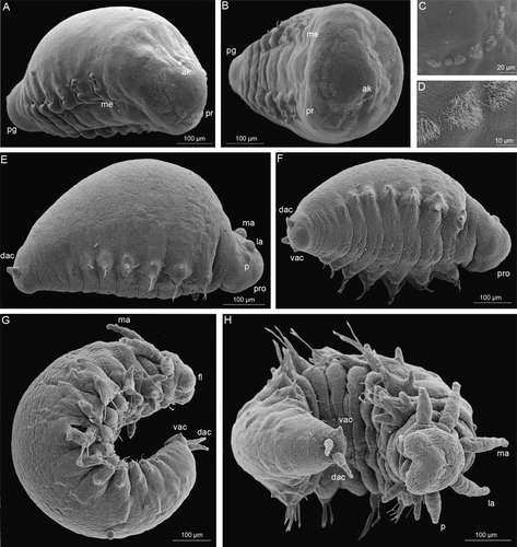 Figure 1.  Early development of Mooreonuphis stigmatis. (A–D) 5-chaetiger larva: (A) lateral view; (B) frontal view; (C,D) fragment of akrotroch. (E,F) 7-chaetiger larva: (E) lateral view, (F) ventral view. (G,H) 11-chaetiger larva: (G) lateral view; (H) ventral view. ak, akrotroch; dac, dorsal anal cirrus; fl, frontal lip; la, lateral antenna; ma, median antenna; me, metatroch; p, palp; pg, pigidium; pr, prototroch; pro, prostomium; vac, ventral anal cirrus.