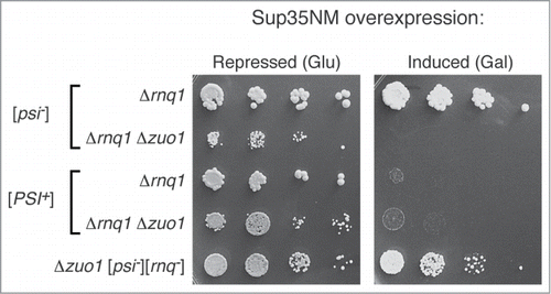 Figure 5. Overexpression of Sup35NM is lethal in [psi−] cells lacking both Rnq1 and Zuo1, but not in [psi−] cells lacking Rnq1 only nor in [psi−][rnq−] cells lacking Zuo1 only. Sup35NM with a C-terminal GFP fusion was expressed from the inducible Gal1 promoter on a high copy plasmid (pRS426 Gal1pr-Sup35NM-GFP) by plating cells onto medium lacking uracil and supplemented with 2% galactose (or with 2% glucose to repress expression). The [PSI+] prion partially restores growth in Δrnq1 Δzuo1 cells.