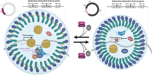 Figure 1. Model of HLB assembly and function. HLBs are primarily organized by NPAT/Mxc and FLASH, which bind to the C terminus of NPAT/Mxc. HLBs in S phase (left) are larger than HLBs in other phases of the cell cycle (right), likely because Cyclin E/Cdk2 phosphorylation of NPAT/Mxc induces HLB reorganization and/or because mRNA synthesis via transcription and pre-mRNA processing is occurring within the HLB. Whereas some RD histone pre-mRNA processing factors like U7 snRNP and FLASH are constitutive residents of the HLB, other critical factors like the HCC are recruited only when histone genes are active. The assembly of the active cleavage complex (left) may utilize a pool of FLASH (and perhaps other factors) that is distinct from the pool of FLASH that binds to NPAT/Mxc and organizes the HLB. RNA pol II is enriched in the HLB, including in HLBs that are not actively synthesizing RD histone mRNA (J. Kemp and R. Duronio, unpublished). Whether concentrating RNA pol II in the HLB is functionally important and whether all the RNA pol II in the HLB is engaged in transcription during S phase are interesting open questions. Negative regulators of RD histone transcription like Drosophila Mute (GON4L/YARP in humans) are found concentrated only in the HLB, and likely modulate histone gene expression during the cell cycle in coordination with Cyclin E/Cdk2 activity. Note that the gene cluster at the top of the diagram is based on the arrangement of RD histone genes in Drosophila melanogaster, but conceptually applies to other RD histone gene clusters, which associate together in 3D space within the nucleus. Image created with BioRender.com.