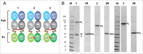 Figure 2. Analysis of disulfide Fab-Fv variants. (A) an illustrative representation of disulfide Fab-Fv variants where disulfide bonds are shown in red and S(G4S)3 linkers in brown lines: (1) the initial format Fab-Fv, contains the inter-chain disulfide bond between the constant domains (2) FabΔinter-dsFv where the inter-chain disulfide bond between the constant domains was removed but a disulfide bond has been introduced within the anti-HSA Fv domain at VH44 and VL100 residues. (3) The final format Fab-dsFv contains both the inter-chain disulfide bond and the anti-HSA Fv disulfide bond at VH44 and VL100 residues. (B) SDS-PAGE of purified proteins separated under non-reducing conditions: (1) Fab-Fv (∼3 µg) (2) FabΔinter-dsFv (∼3 µg) (3) Fab-dsFv (∼5 µg) and purified proteins separated under reducing conditions: (1R) Fab-Fv (∼3 µg) (2R) FabΔinter-dsFv (∼3 µg) and (3R) Fab-dsFv (∼5 µg). Novex Mark12 wide-range protein standards were used as markers (lane M). Full length FL; heavy chain H; light chain L; heavy + light chain H+ L.