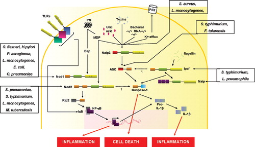 Figure 2 Activation of NLRs by microbial products and/or host‐derived motifs. Upon stimulation with meso‐diaminopimelic acid‐containing muropeptides or muramyl‐dipeptide, Nod1 or Nod2 recruit the serine‐threonine kinase Rip2 that in turn leads to NF‐κB activation. The Nod proteins are also involved in the immune response to Shigella flexneri, Helicobacter pylori, Pseudomonas aeruginosa, Escherichia coli, Chlamydia pneumoniae, Listeria monocytogenes, Streptococcus pneumoniae, Salmonella typhimurium, and Mycobacterium tuberculosis. The activation of Nod2 can also result in the release of IL‐1β. The Nalp3 inflammasome is activated when cells are stimulated with MDP, bacterial RNA, or uric acid, or in response to K+ efflux induced by adenosine triphosphate (ATP) or bacterial toxins. Ipaf and Naip also form inflammasomes in response to flagellin. The inflammasome assembly comprises the interaction of the pyrin domains from Nalp3 and ASC and the CARD domain from the latter with the caspase‐1 CARD domain. Ipaf can interact directly with caspase‐1 through its CARD domain. Several pathogens have been shown to activate the inflammasome by different means: Salmonella typhimurium and Legionella pneumophila require Ipaf and/or Naip, while Listeria monocytogenes and Staphylococcus aureus need Nalp3. Finally, Francisella tularensis was shown to require ASC to activate the inflammasome, but the primary sensor is still unknown. NLR: Nod‐like receptors; NF‐κB: nuclear factor‐κB; IL‐1β: interleukin‐1β; MDP: muramyl dipeptide; ASC: apoptosis‐associated speck‐like protein; CARD: caspase activation and recruitment domain; TLR: Toll‐like receptors.