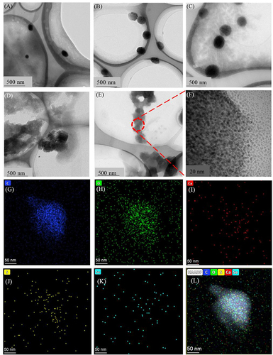 Figure 2 TEM photographs of (A) Ngel-3, (B) Ngel-3@Res. Ngel-3@Res digested by SGF for (C) 2 h, followed by treatment with SIF for (D) 2 h and (E) 4 h, respectively. (F) Partial enlarged view of Figure (E). EDS elemental maps of C, O, Ca, S, Se element of Ngel-3@Res (G–K) and their overlay image (L).